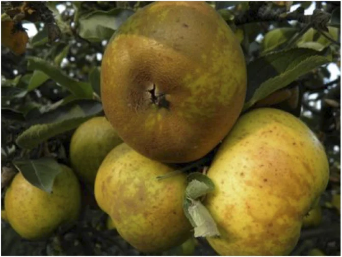 Sidra Carral manzanas.webp